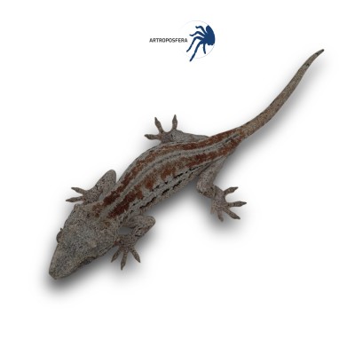 Rhacodactylus auriculatus 2