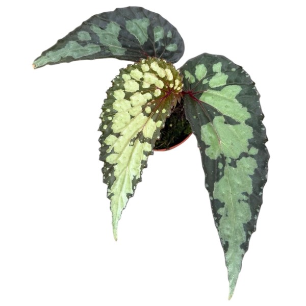 Begonia Lucifer