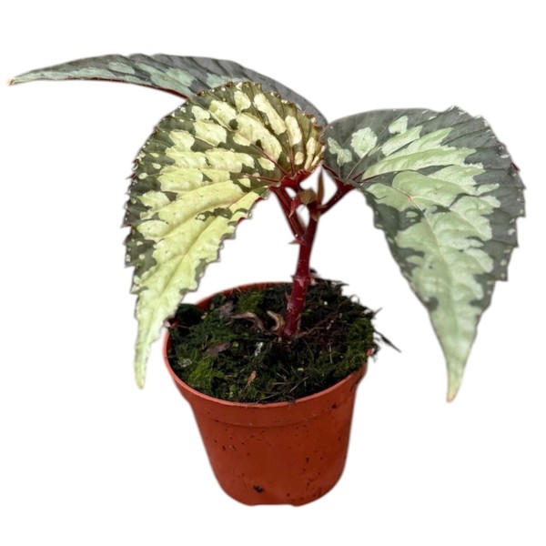 Begonia Lucifer