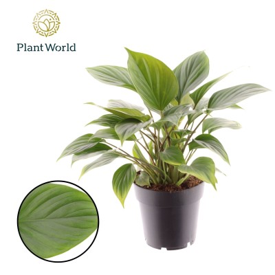Homalomena ‘Emerald Gem’