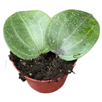 Hoya latifolia ‘Green’ MEDIUM