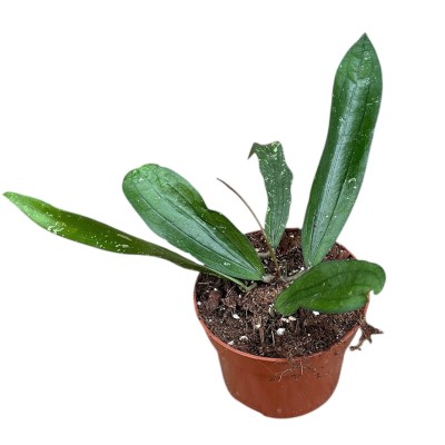 Hoya ‘Rindu Rafflesia’