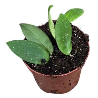 Hoya scortechinii ‘White’