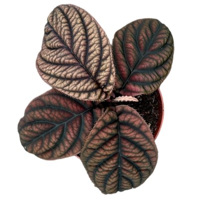 Labisia Japonica MEDIUM