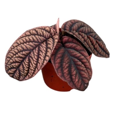 Labisia Japonica MEDIUM 2