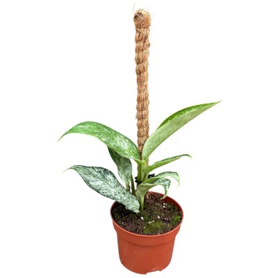 Rhaphidophora sp. Variegata LARGE
