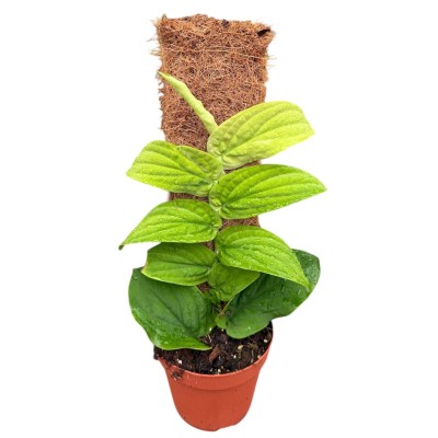 Rhaphidophora Korthalsii Aurea