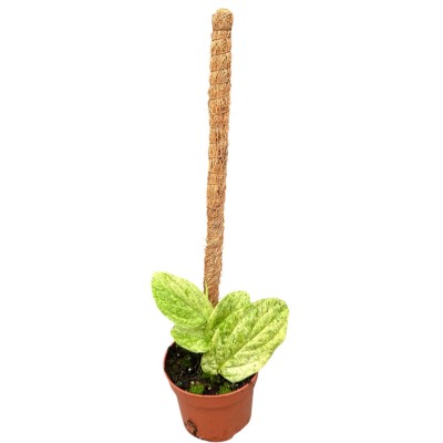 Rhaphidophora korthalsii marble aurea LARGE