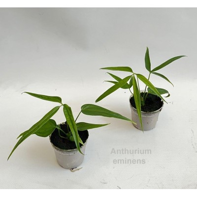 Anthurium eminens