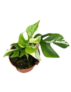 Rhaphidophora tetrasperma VARIEGADA 2