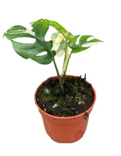 Rhaphidophora tetrasperma VARIEGADA 2