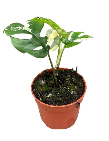 Rhaphidophora tetrasperma VARIEGADA