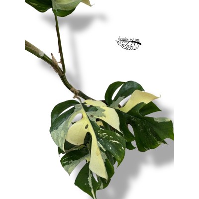 Rhaphidophora tetrasperma VARIEGADA