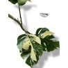 Rhaphidophora tetrasperma VARIEGADA