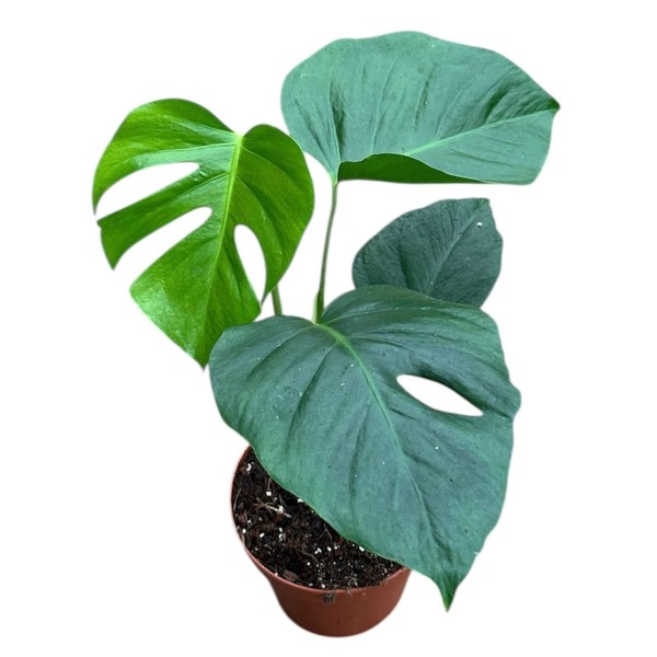Monstera ‘Sierrana’ LARGE
