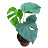 Monstera ‘Sierrana’ LARGE
