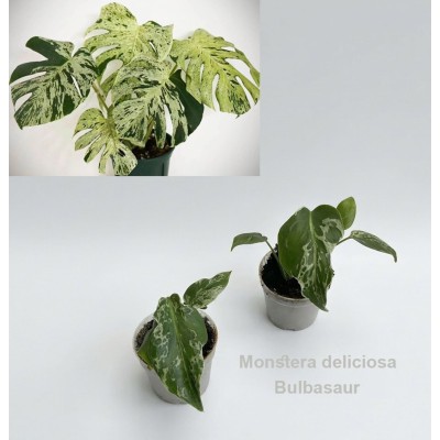 Monstera deliciosa ‘Bulbasaur’