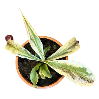 Nepenthes ‘Viking x ampullaria variegata’