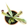 Nepenthes ‘Viking x ampullaria variegata’