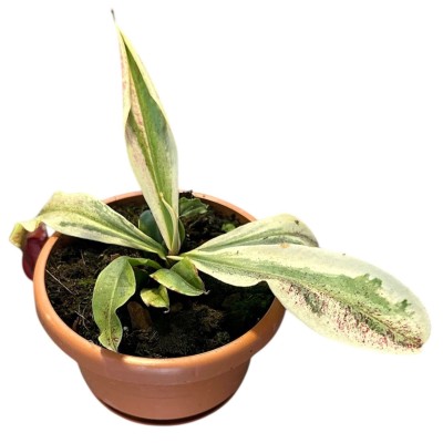 Nepenthes ‘Viking x ampullaria variegata’ 2