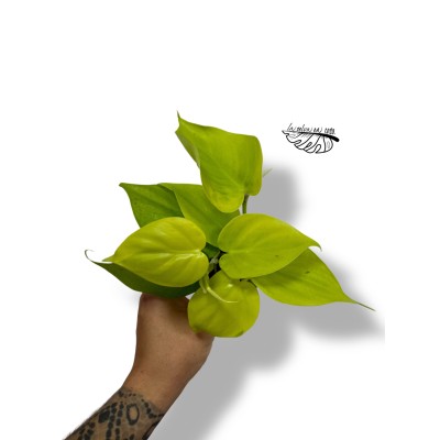 Philodendron  'Neón'