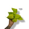 Philodendron  'Neón'