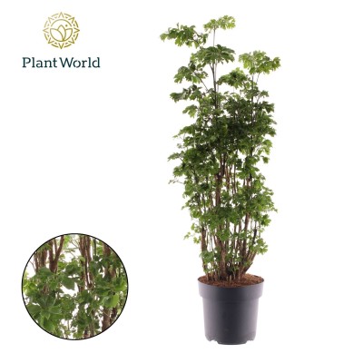 Polyscias fruticosa ‘Hawaiiana Ming’ LARGE