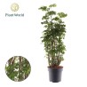 Polyscias fruticosa ‘Hawaiiana Ming’ LARGE