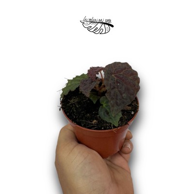Begonia Black Mountain