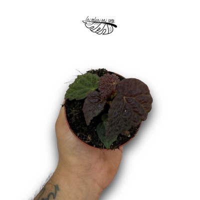 Begonia Black Mountain 2