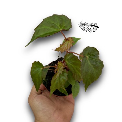 Begonia Borneensis 2