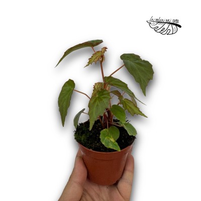 Begonia Borneensis