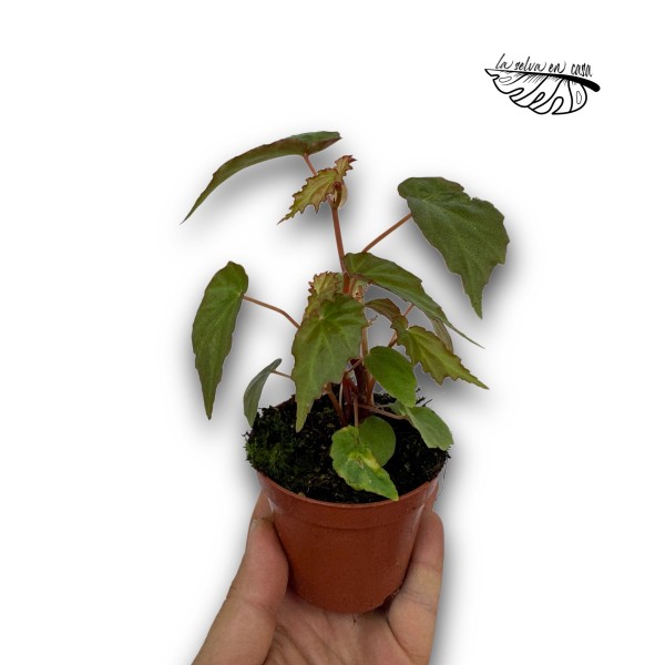 Begonia Borneensis