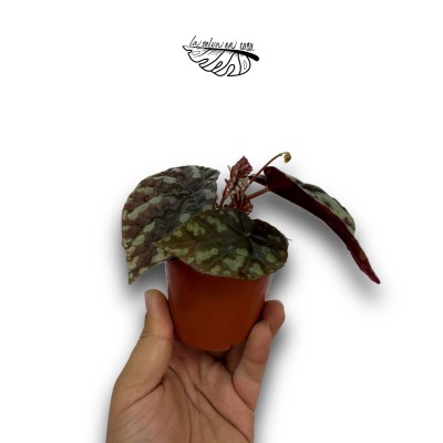 Begonia filiformis ‘Irmsch’