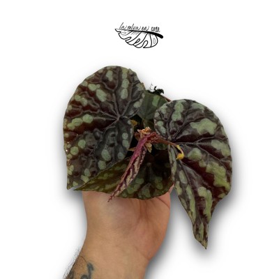 Begonia filiformis ‘Irmsch’ 2