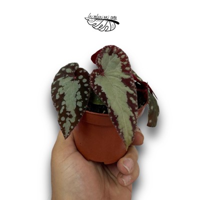 Begonia Lucifer