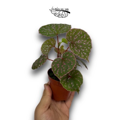 Begonia ‘Muara Wahau’