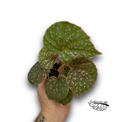 Begonia ‘Muara Wahau’ 2