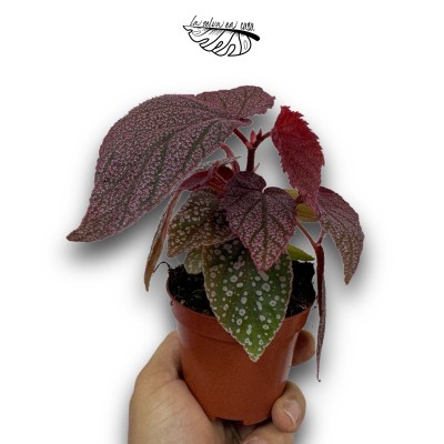 Begonia Morris 2
