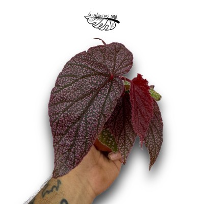 Begonia Morris