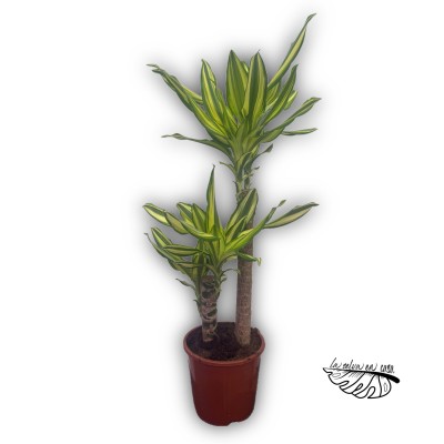 Dracaena fragans 'Yellow Coast'