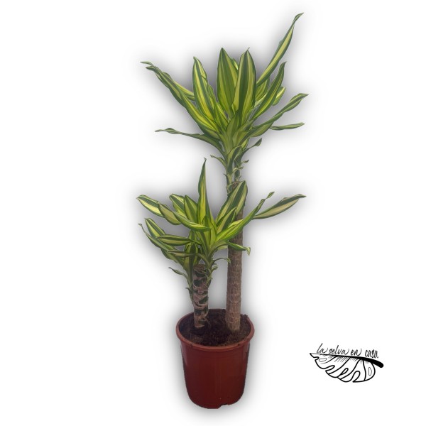 Dracaena fragans 'Yellow Coast'