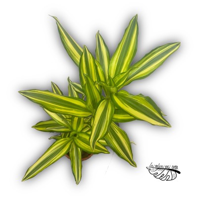 Dracaena fragans 'Yellow Coast' 2