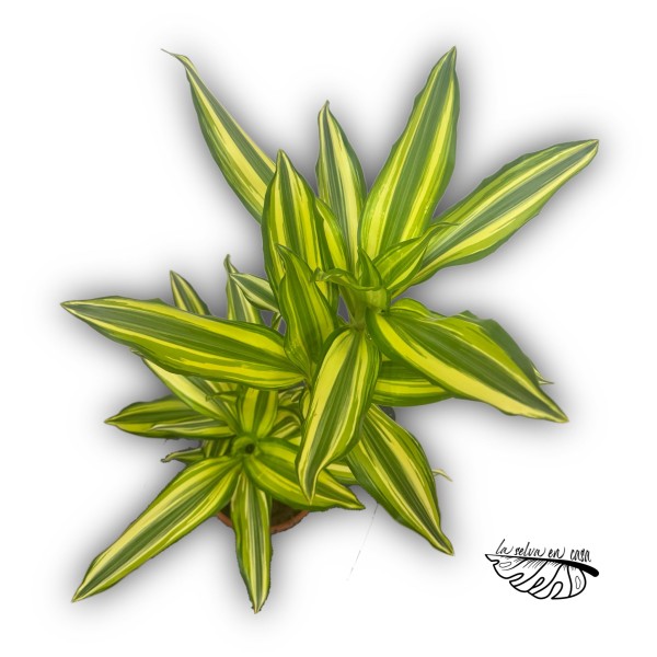 Dracaena fragans 'Yellow Coast'