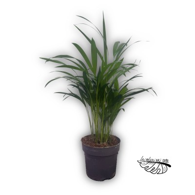 Dypsis lutescens (Palmera Areca)