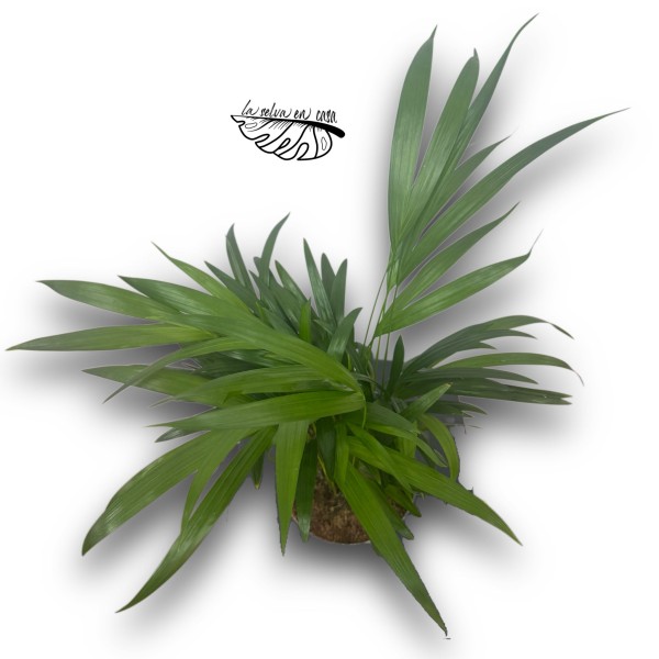 Dypsis lutescens (Palmera Areca)