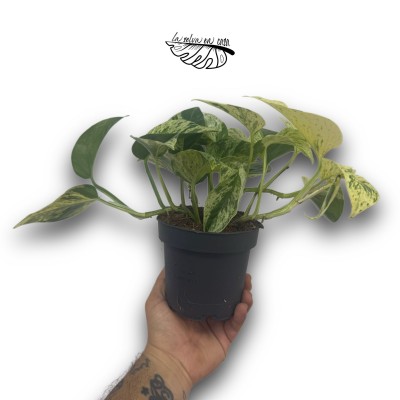 Epipremnum pinnatum 'Snow Leopard' 2