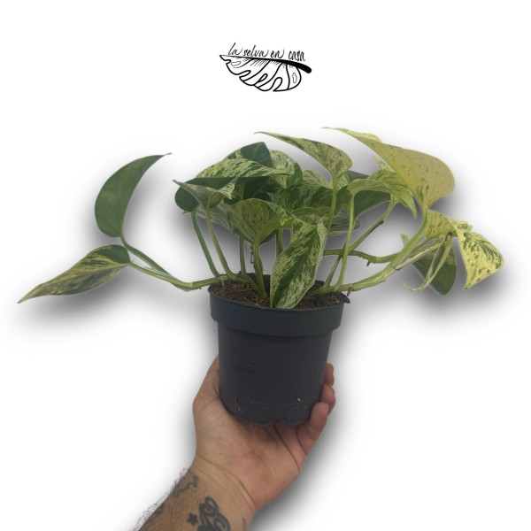 Epipremnum pinnatum 'Snow Leopard'