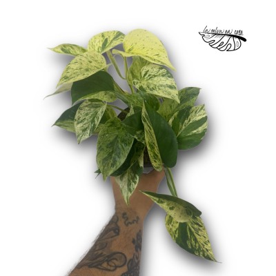 Epipremnum pinnatum 'Snow Leopard'