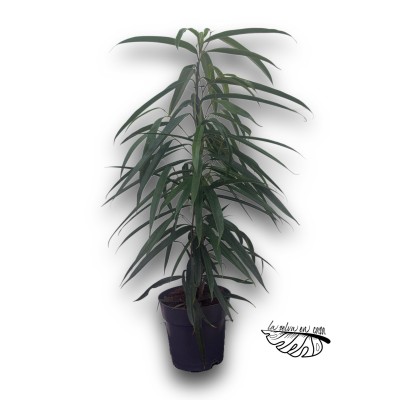 Ficus binnendijkii ‘Alii’